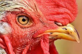 Censo de explotaciones domésticas de aves
